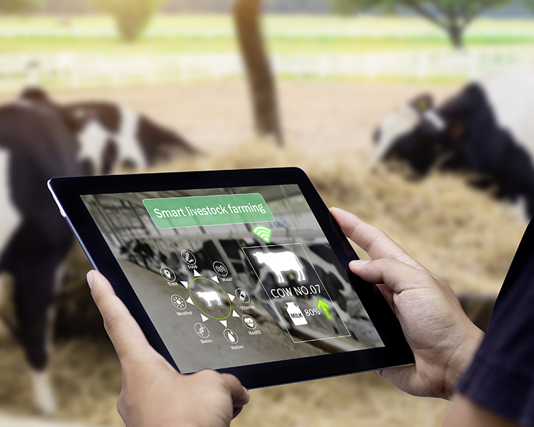 AdobeStock_264597255 500px